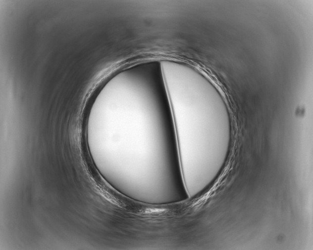 X0000099550055200805160736