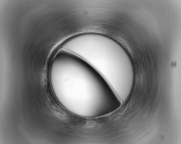X0000099550388200805160731