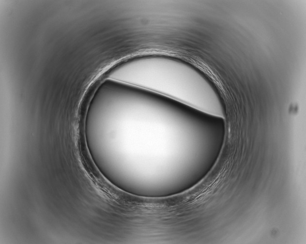 X0000099550436200805160730