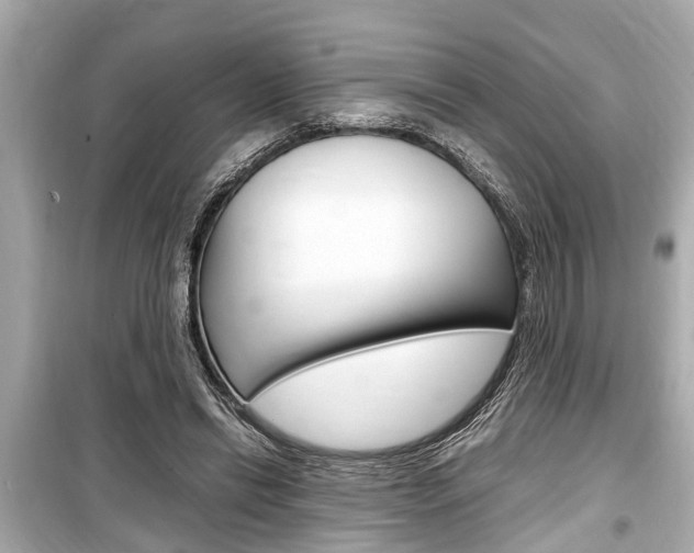 X0000099550446200805160730