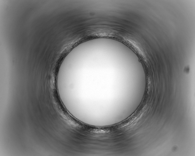 X0000099550453200805160730