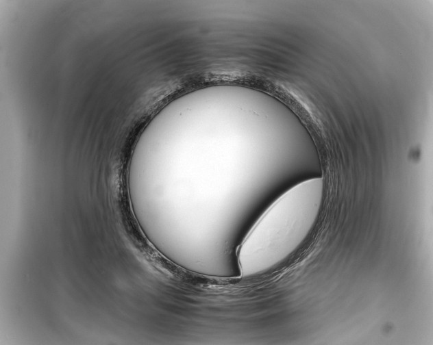 X0000099550455200805160730