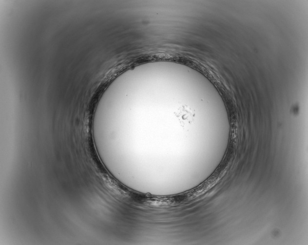 X0000099550466200805160730