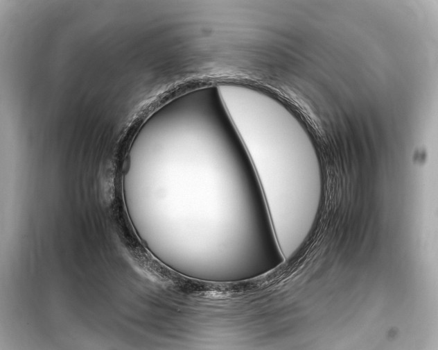 X0000099550496200805160730