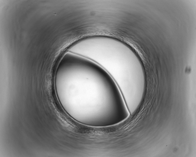 X0000099550677200805160727