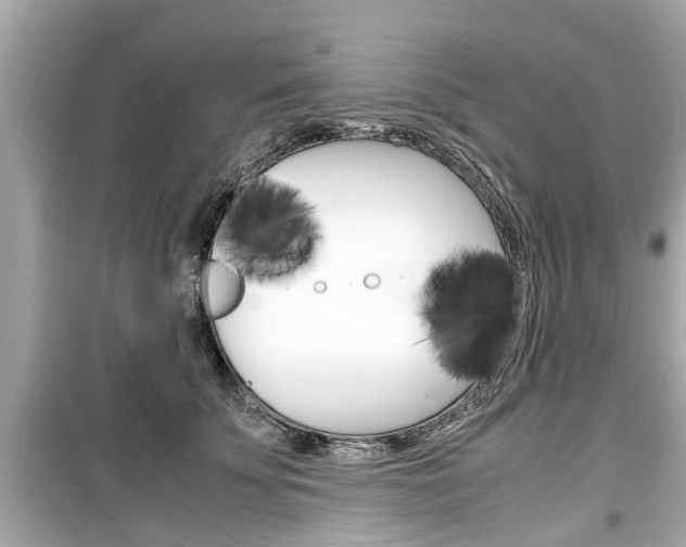 X0000099550707200805160726