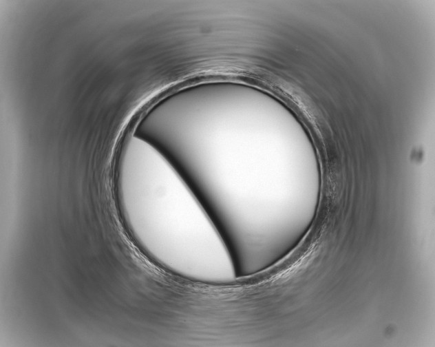 X0000099550779200805160725