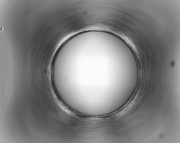 X0000099550854200805160724