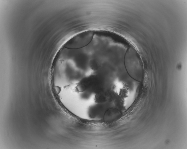 X0000099550895200805160723