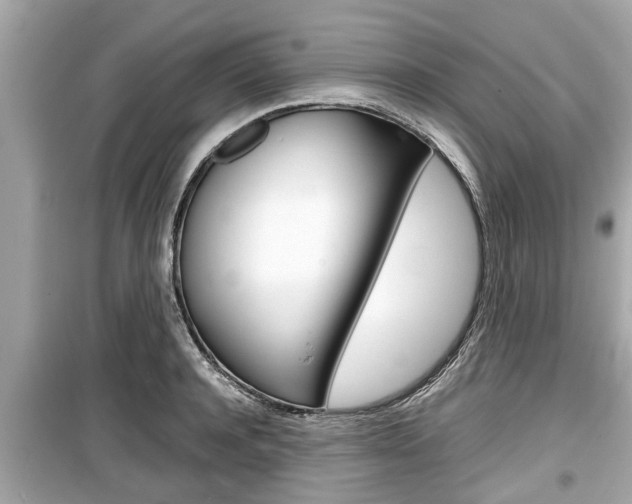 X0000099550944200805160723