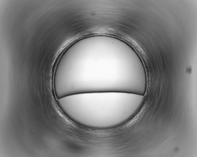 X0000099550986200805160722
