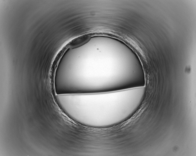 X0000099551068200805160721