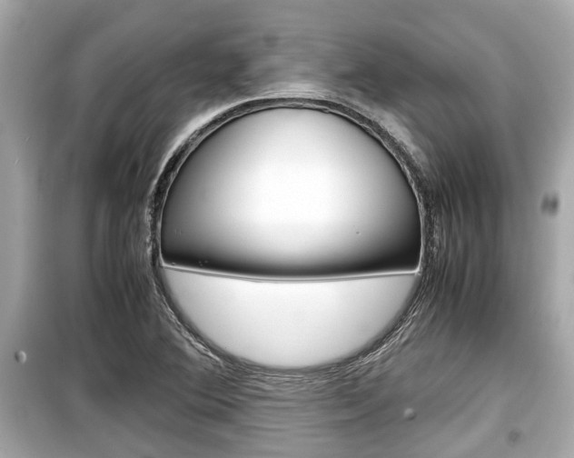 X0000099551364200805160716