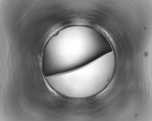 X0000099551433200805160716