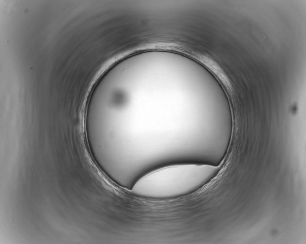 X0000099551436200805160716