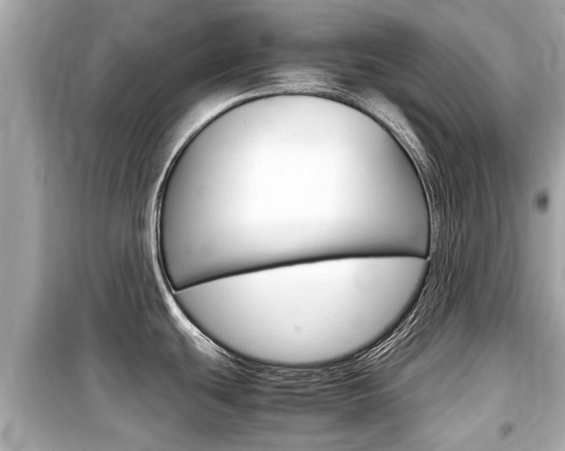 X0000099551439200805160716