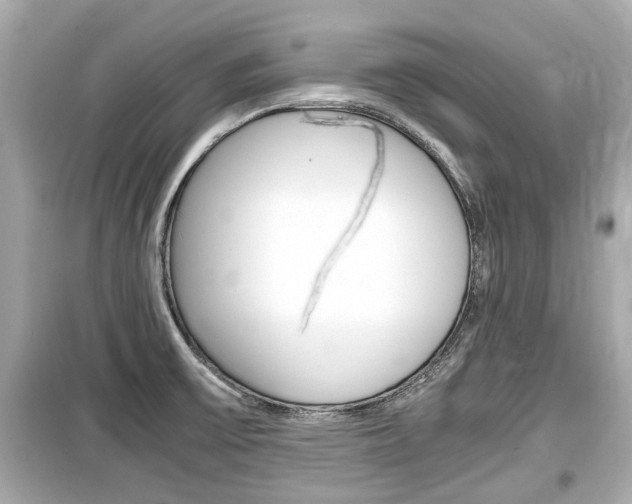X0000099551475200805160715