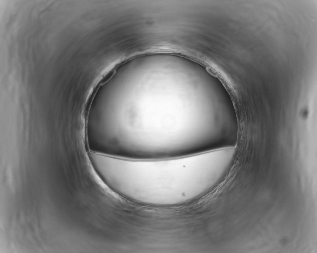 X0000099551476200805160715
