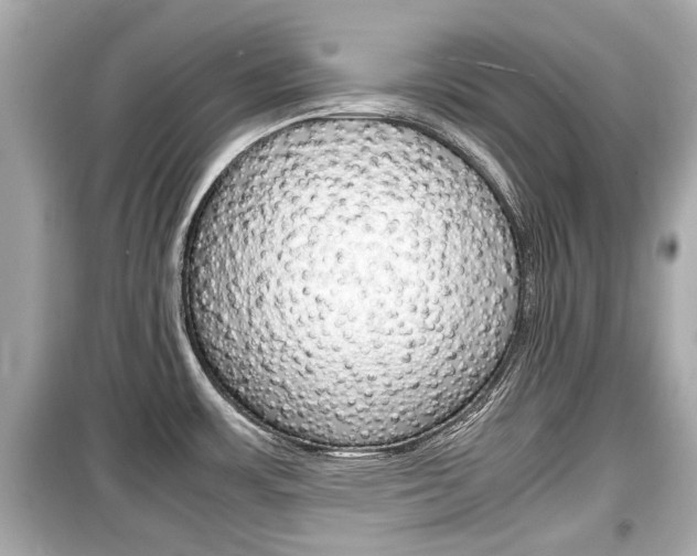 X0000099551483200805160714