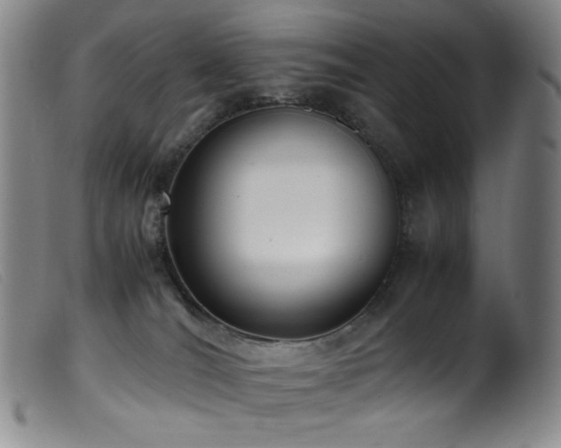 X0000099550036200805161503
