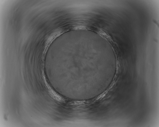 X0000099550049200805161502