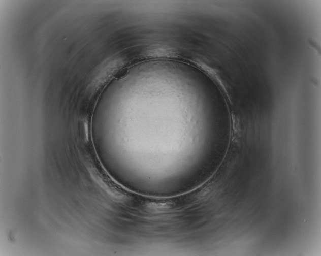 X0000099550061200805161502