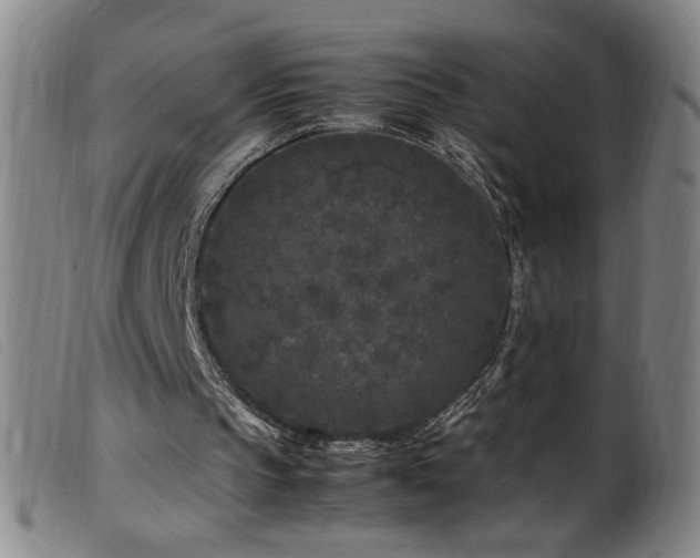 X0000099550145200805161500