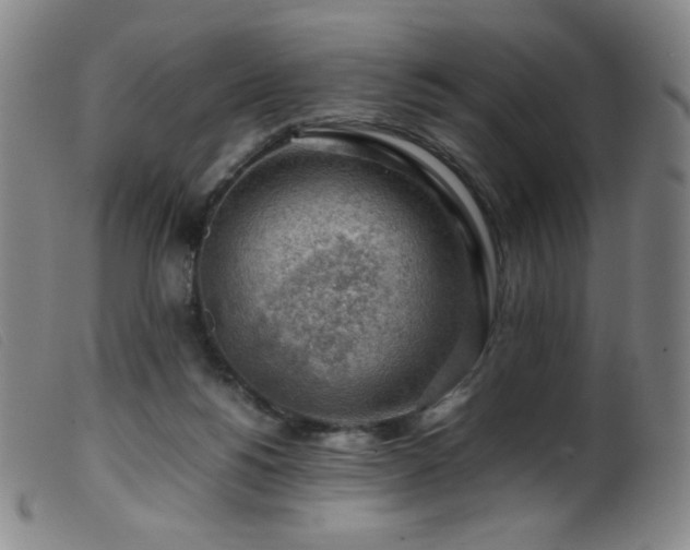 X0000099550168200805161501