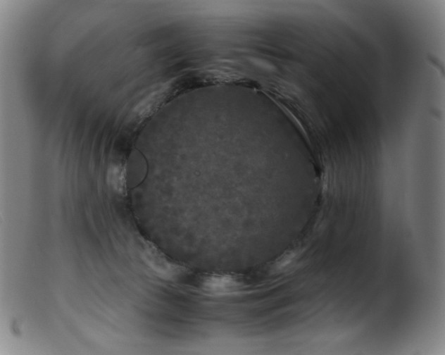 X0000099550177200805161501