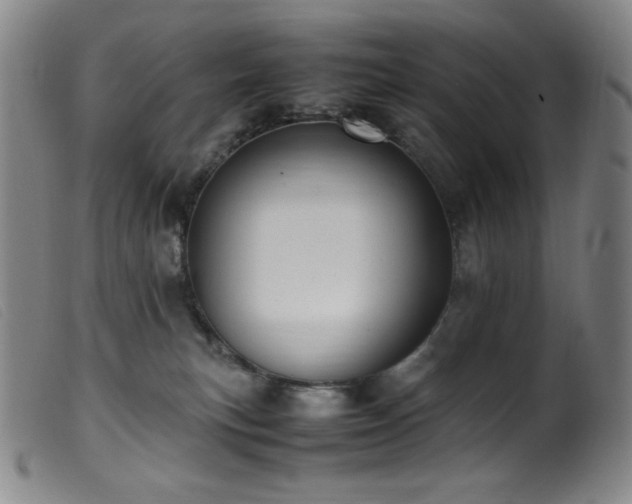 X0000099550183200805161501