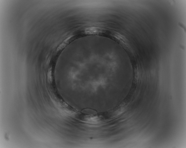 X0000099550267200805161459