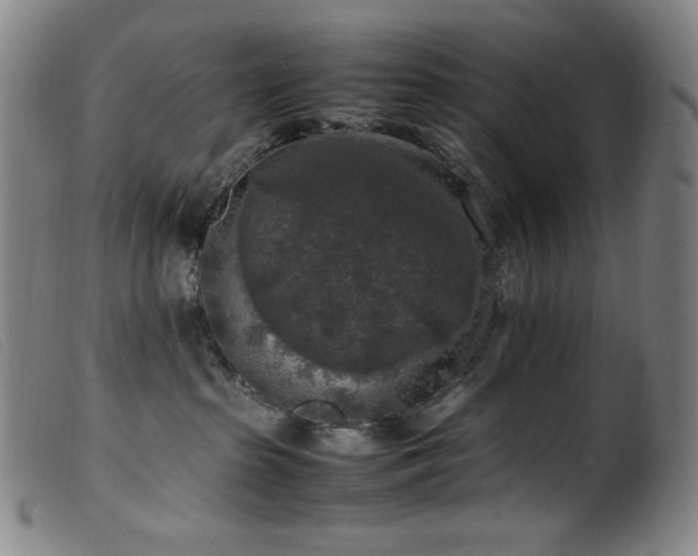 X0000099550285200805161500