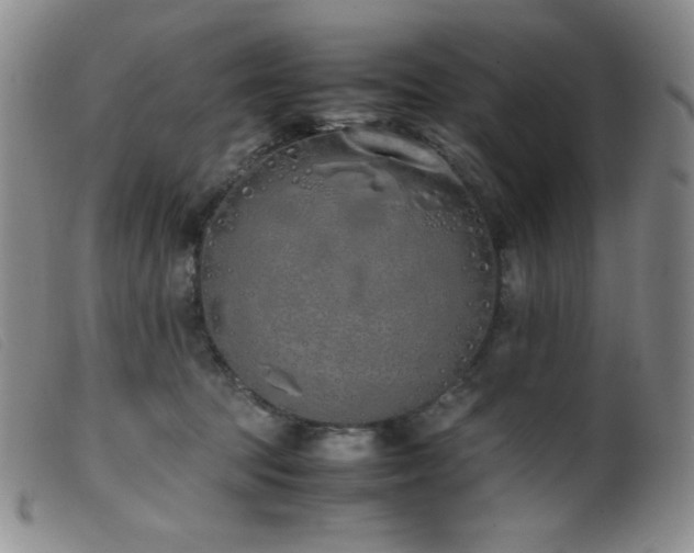 X0000099550369200805161458