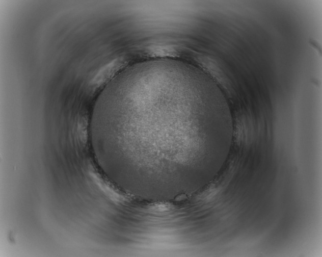 X0000099550402200805161457