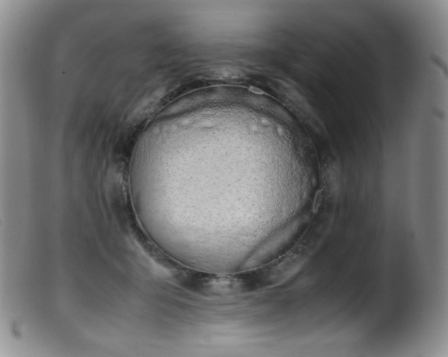 X0000099550415200805161457
