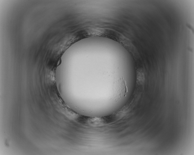 X0000099550431200805161457