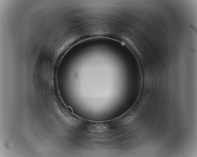 X0000099550443200805161456
