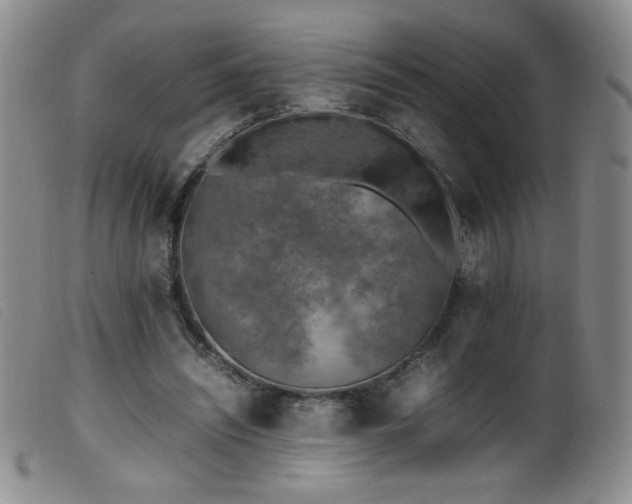 X0000099550444200805161456