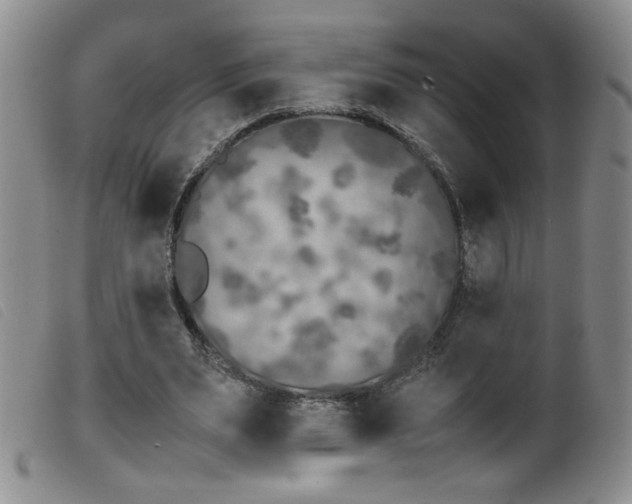 X0000099550487200805161456