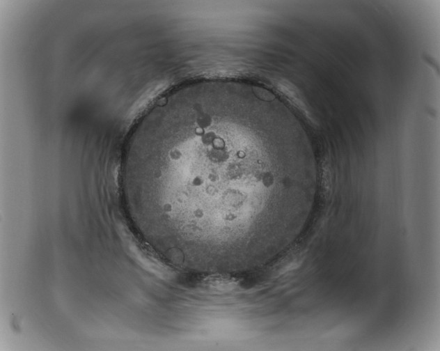 X0000099550491200805161456