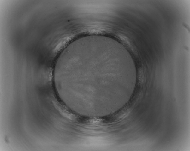 X0000099550495200805161456