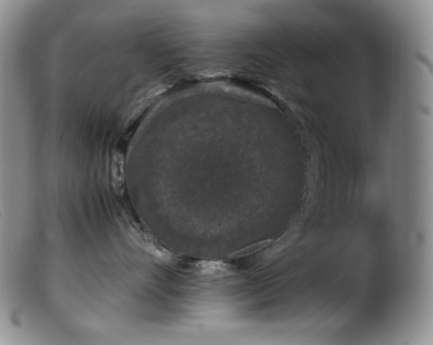 X0000099550528200805161455
