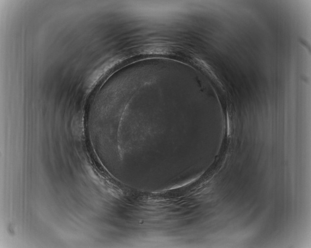 X0000099550531200805161454