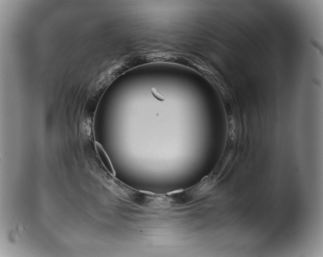 X0000099550621200805161454