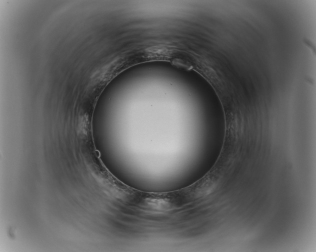 X0000099550649200805161453