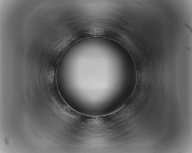 X0000099550652200805161453