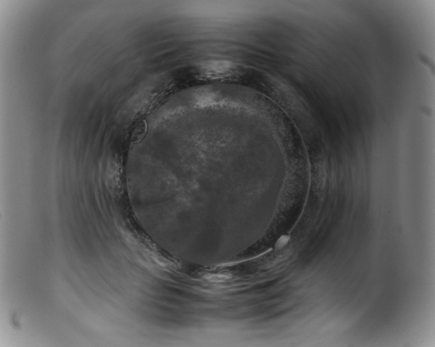 X0000099550653200805161453