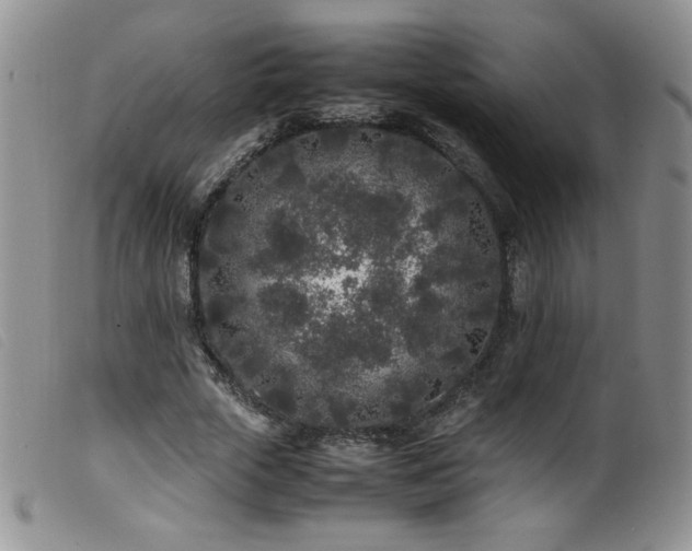 X0000099550729200805161451