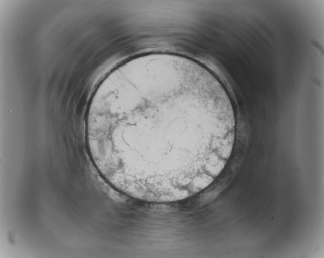 X0000099550807200805161450