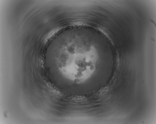 X0000099550823200805161449